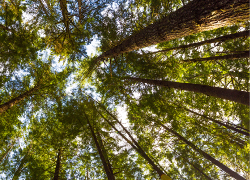 Gazing upward at a canopy of trees.