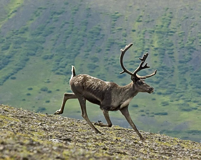 Caribou running with field in the background